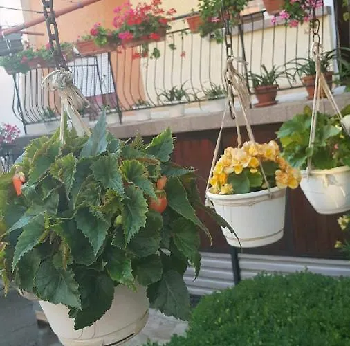 Guest Ider 3* Sapareva Banja